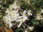 clematis-jouiniana-praecox