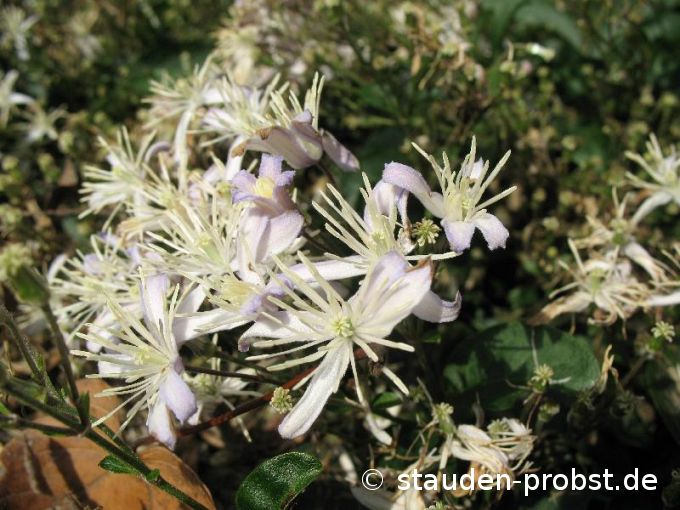 Clematis jouiniana 'Praecox' - Staudenclematis