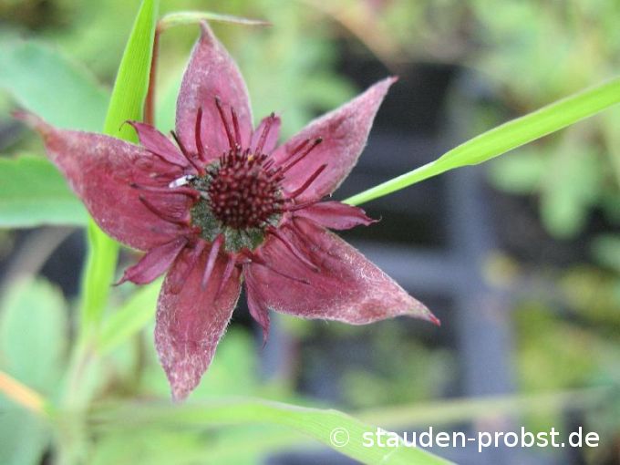 Comarum palustre - Sumpfblutauge