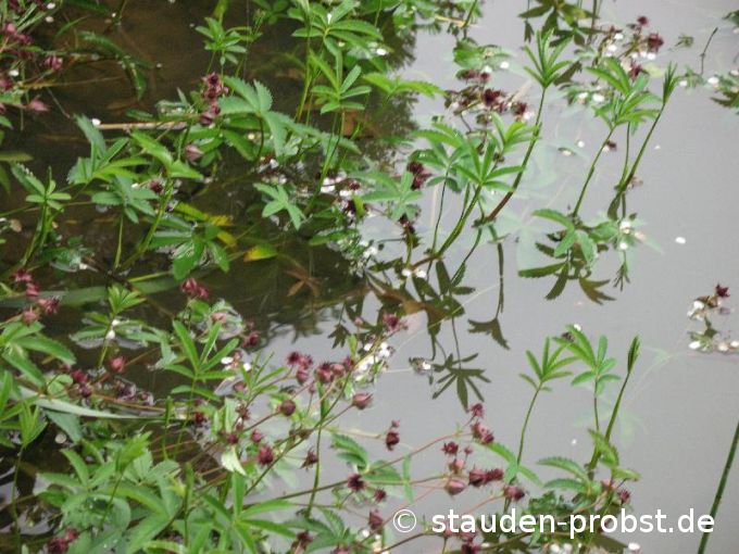 Comarum palustre - Sumpfblutauge