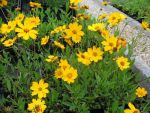coreopsis-grandiflora-christchurch-2