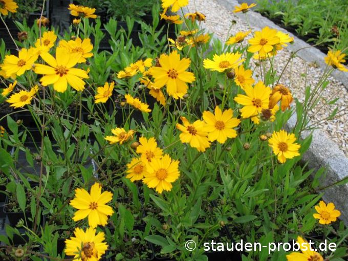 Coreopsis grandiflora 'Christchurch' - Mädchenauge