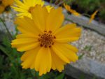 coreopsis-grandiflora-christchurch