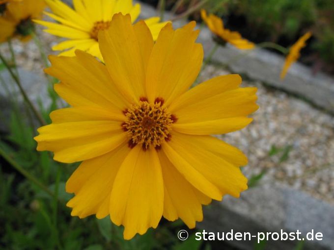 Coreopsis grandiflora 'Christchurch' - Mädchenauge