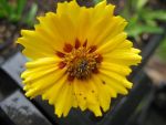 coreopsis-lanceolata-walter