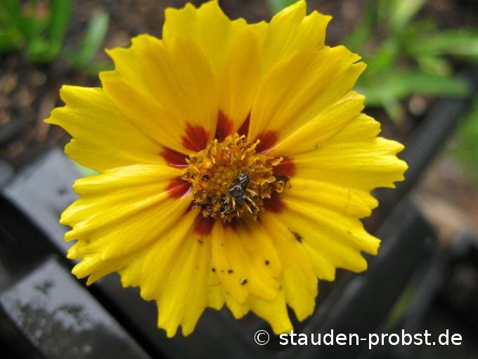 Coreopsis lanceolata 'Walter' - Mädchenauge