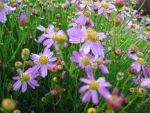 coreopsis-rosea-american-dream-2