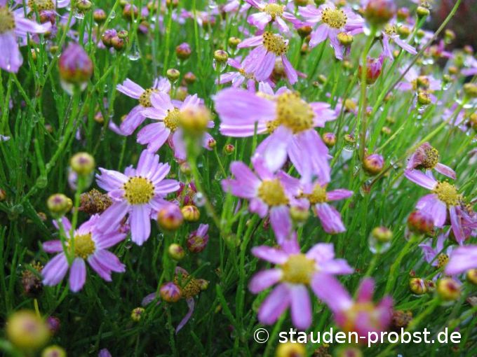 Coreopsis rosea 'American Dream' - Mädchenauge
