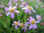 coreopsis-rosea-american-dream