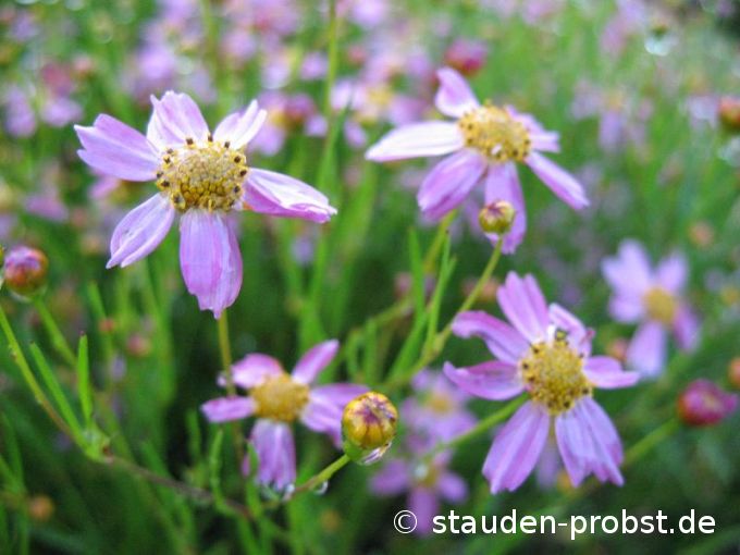 Coreopsis rosea 'American Dream' - Mädchenauge