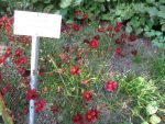 coreopsis-rosea-limerock-ruby-2