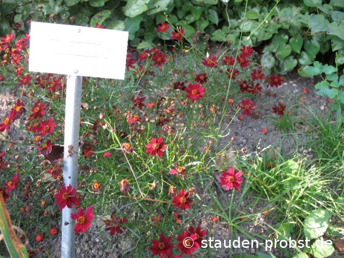 Coreopsis rosea 'Limerock Ruby' - Mädchenauge
