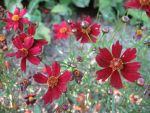 coreopsis-rosea-limerock-ruby