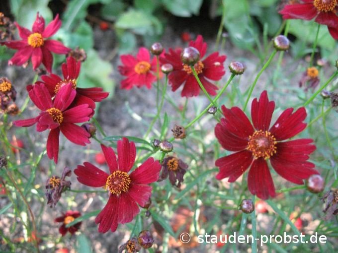 Coreopsis rosea 'Limerock Ruby' - Mädchenauge