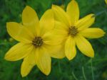 coreopsis-verticillata-grandiflora