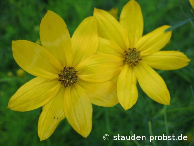 Coreopsis verticillata 'Grandiflora' - Mädchenauge