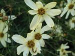 coreopsis-verticillata-moonbeam