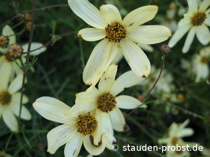 Coreopsis verticillata 'Moonbeam' - Mädchenauge