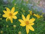 coreopsis-verticillata-zagreb