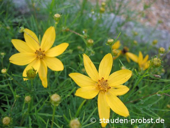 Coreopsis verticillata 'Zagreb' - Mädchenauge