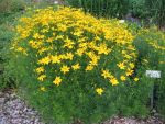 coreopsis-verticillata-grandiflora