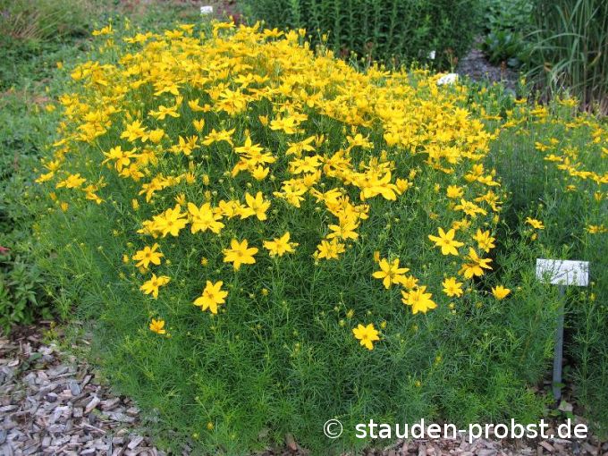 Coreopsis verticillata 'Grandiflora' - Mädchenauge