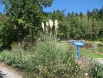 cortaderia-selloana-sunningdale-silver