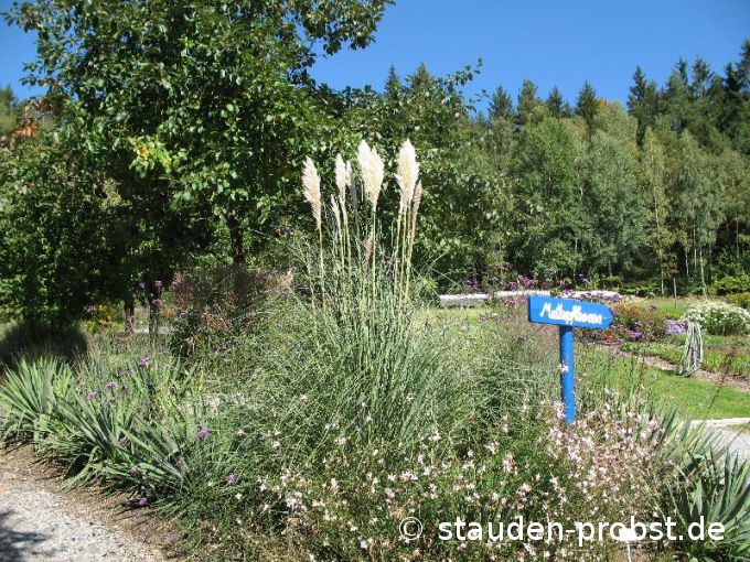 Cortaderia selloana 'Sunningdale Silver' - Pampasgras