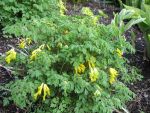 corydalis-lutea-2