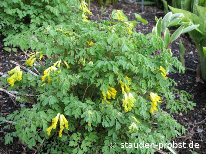 Corydalis lutea - Lerchensporn