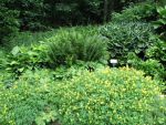 corydalis-lutea