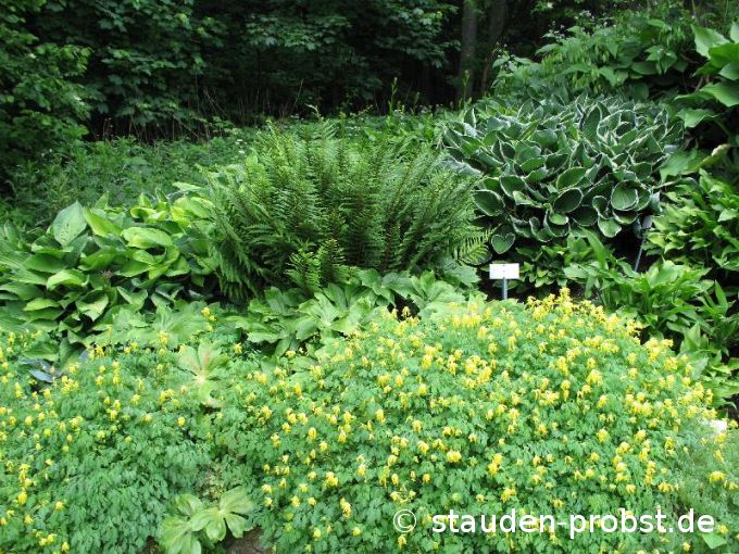 Corydalis lutea - Lerchensporn
