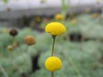 cotula-hispida-2