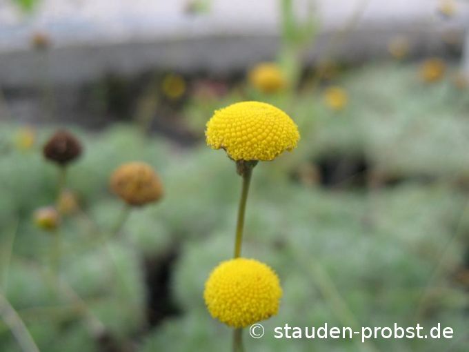 Cotula hispida - Silberfiederpolster