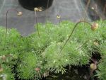 cotula-hispida
