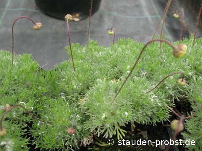 Cotula hispida - Silberfiederpolster