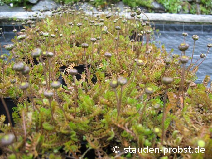 Cotula squalida - Fiederpolster