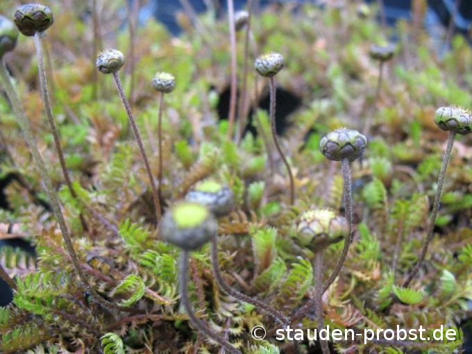 Cotula squalida - Fiederpolster