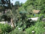 crambe-cordifolia-2
