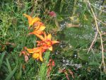 crocosmia-emily-mc-kenzie-2