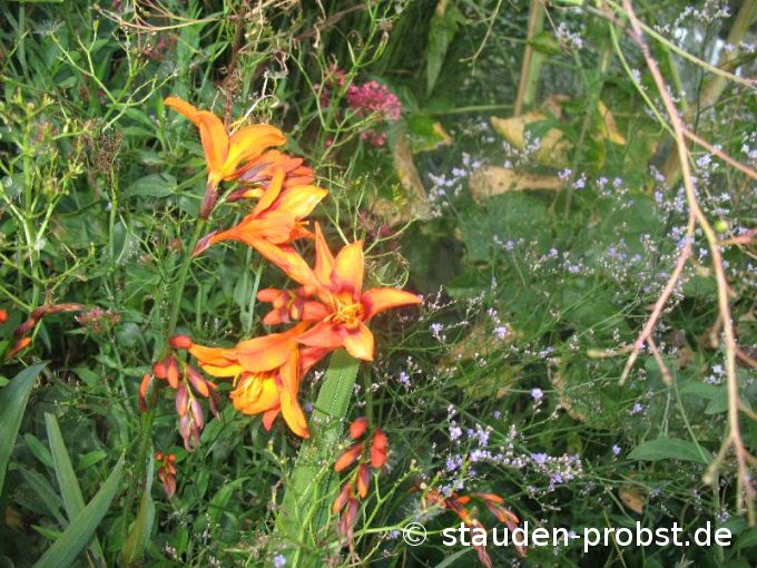 Crocosmia 'Emily Mc Kenzie' - Staudenmonbretie