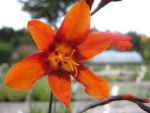 crocosmia-emily-mc-kenzie