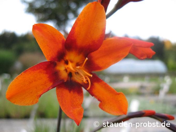 Crocosmia 'Emily Mc Kenzie' - Staudenmonbretie