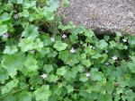 cymbalaria-muralis-3