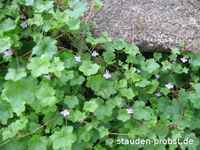 Cymbalaria muralis - Zimbelkraut