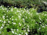 cymbalaria-muralis-alba-2