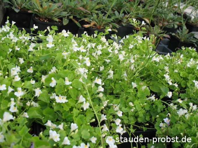 Cymbalaria muralis 'Alba' - Zimbelkraut