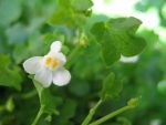 cymbalaria-muralis-alba