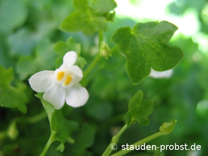 Cymbalaria muralis 'Alba' - Zimbelkraut