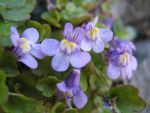 cymbalaria-muralis